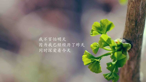 歌曲小莫dj大全串燒100首